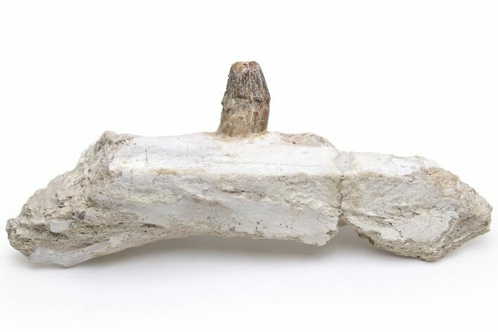 Fossil Primitive Whale (Pappocetus) Jaw Section - Morocco #225288